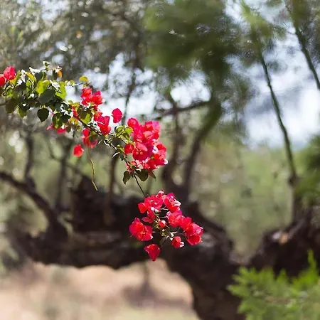 Small Paradise In Saint Nicolas Village !