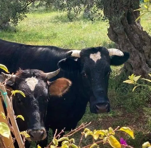 Small Paradise In Saint Nicolas Village !